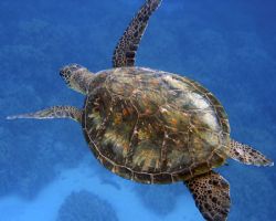 I was able to swim along this turtle for quite a while wh... by Yves Rubin 